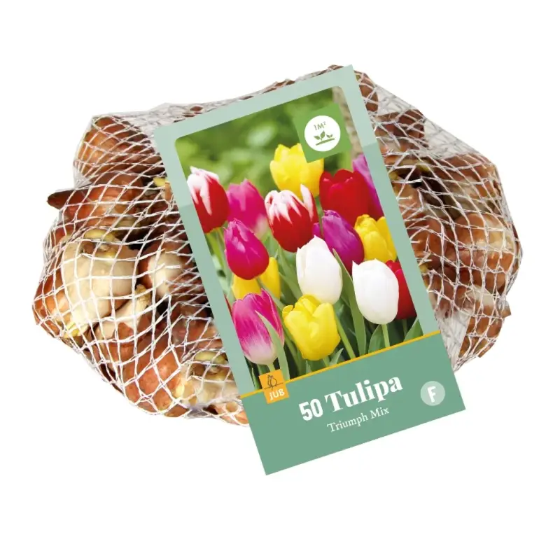 tulpenbollen-standard.webp