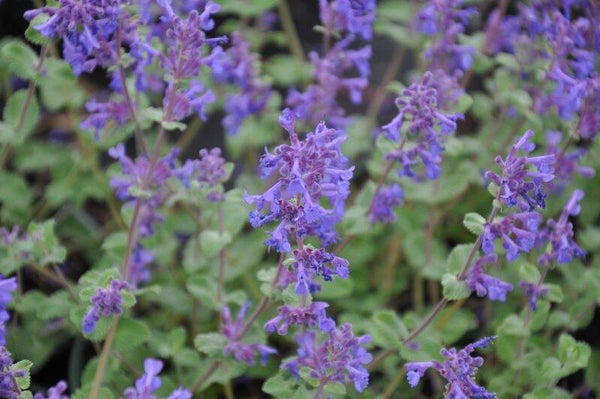 Nepeta racemosa - Katzenminze