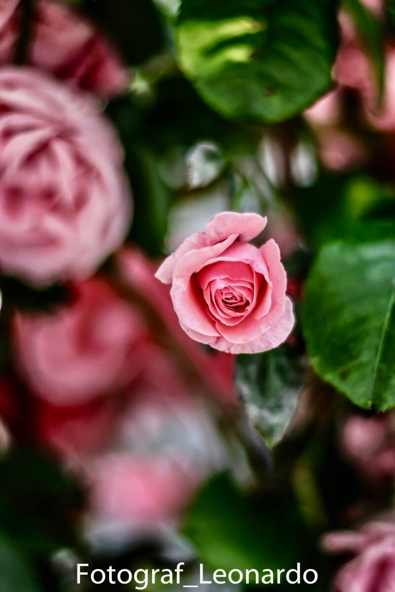 Rosa Rose