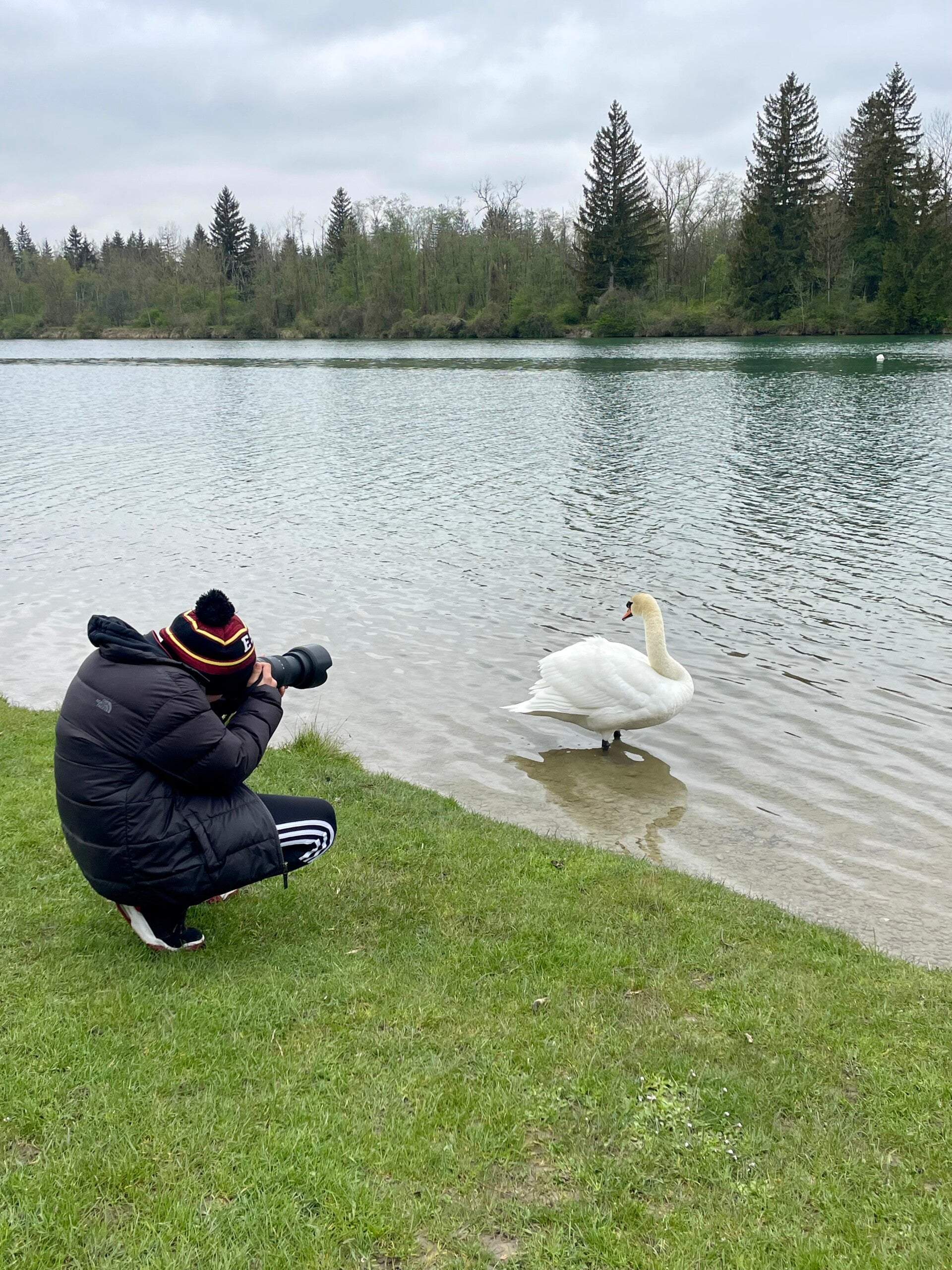 Fotograf fotografiert weissen Schwan