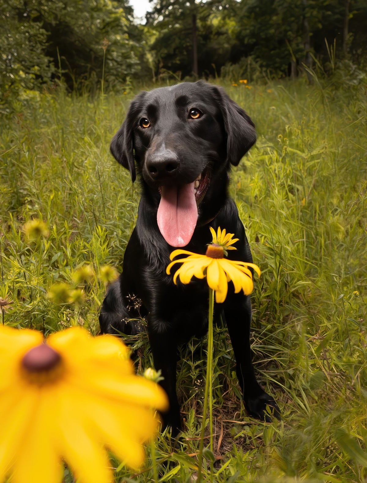 American Labrador / Labrador Retrievers / Our Animals | Tatum Ranch