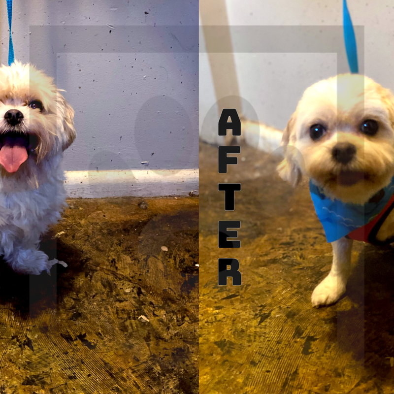 7 Blade (Summer Cut)