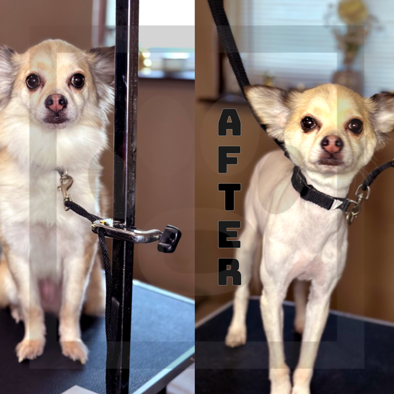 10 Blade (Summer Cut & De-Matting Blade)