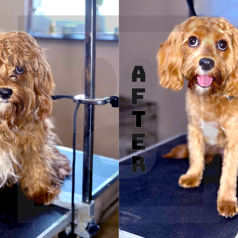 Orange Boot (Winter/Summer Cut)