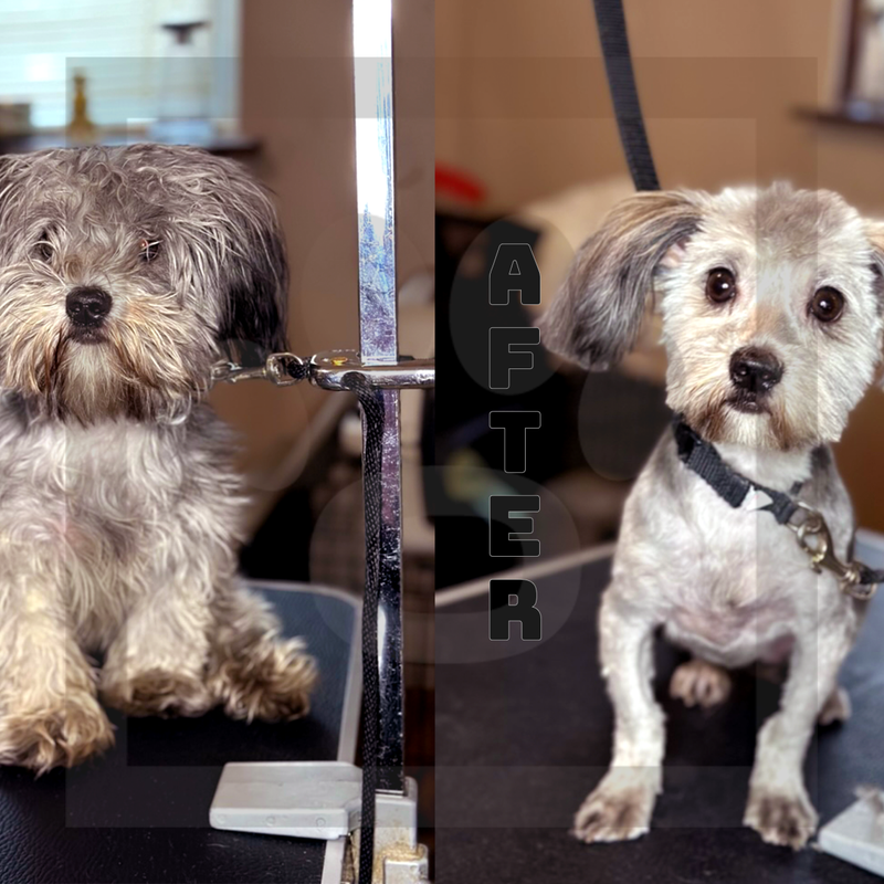 7 Blade (Summer Cut)