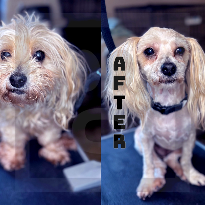 10 Blade on the body 7 on the head (Summer Cut & De-Matting)