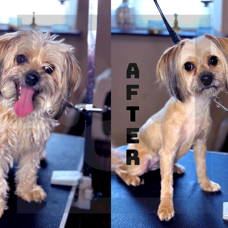 Red Boot (Summer Cut)