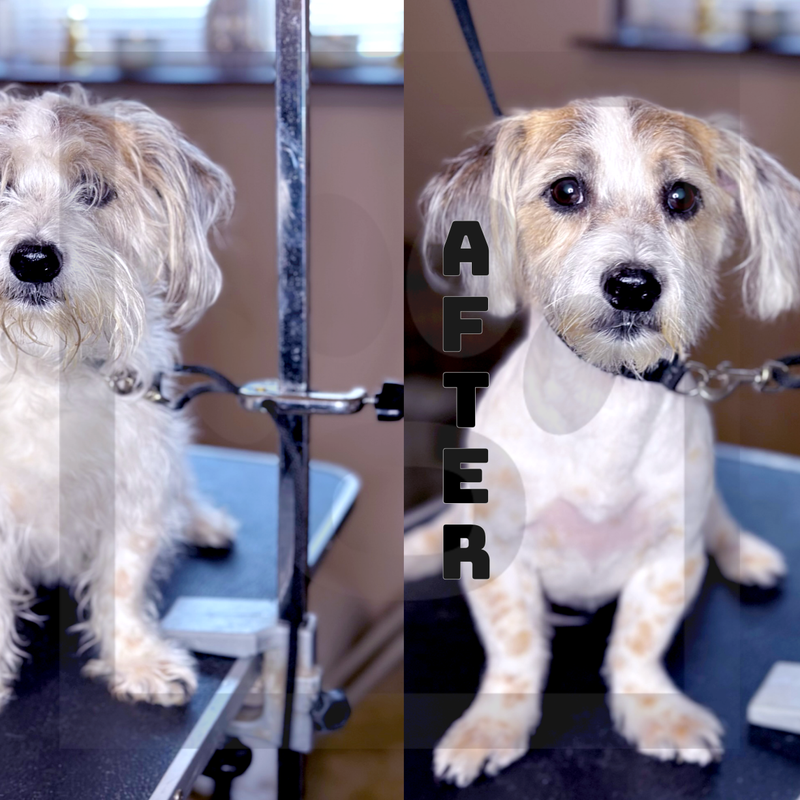 7 Blade (Summer Cut)