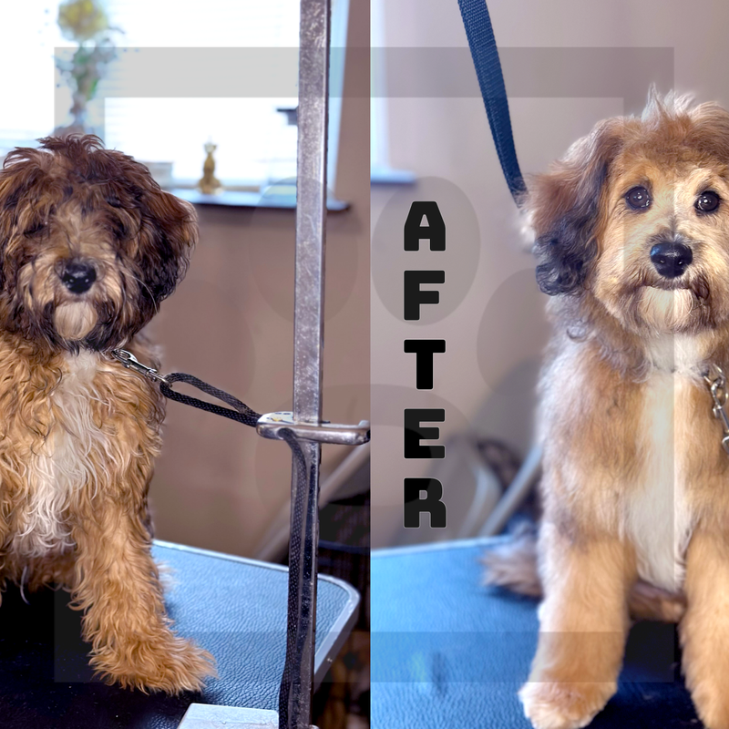 Puppy's First. Bath w/FFF