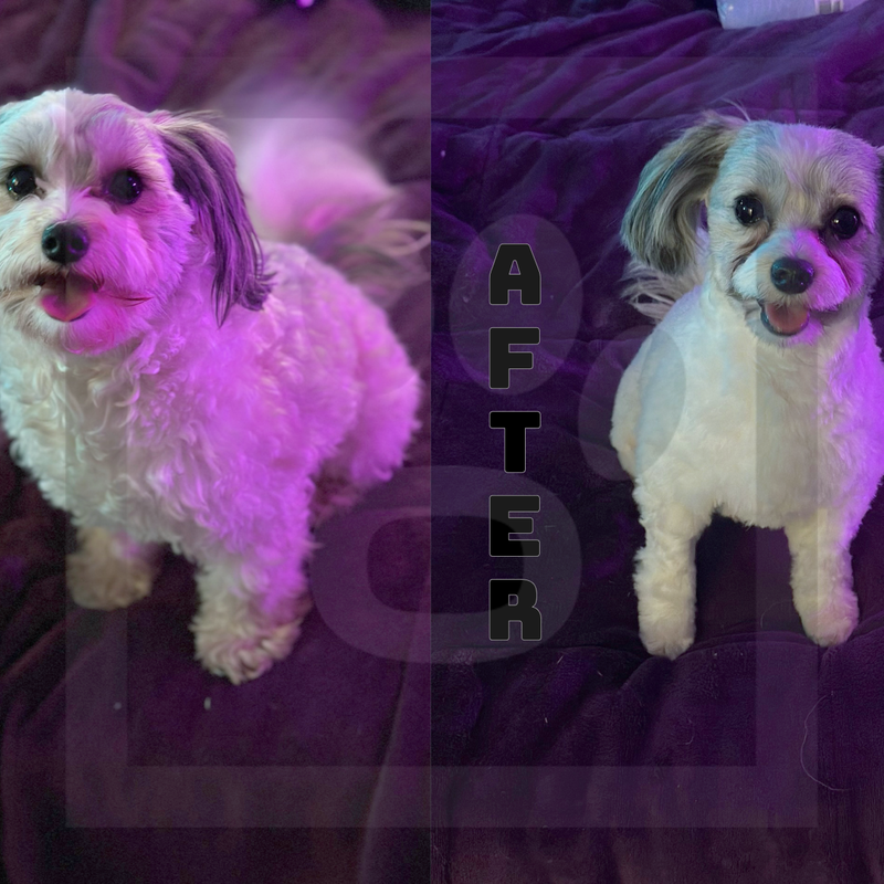 Dark Blue Clip Comb (Winter Cut)