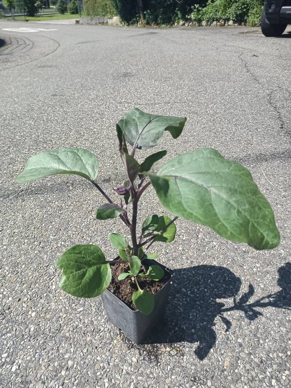 Aubergine