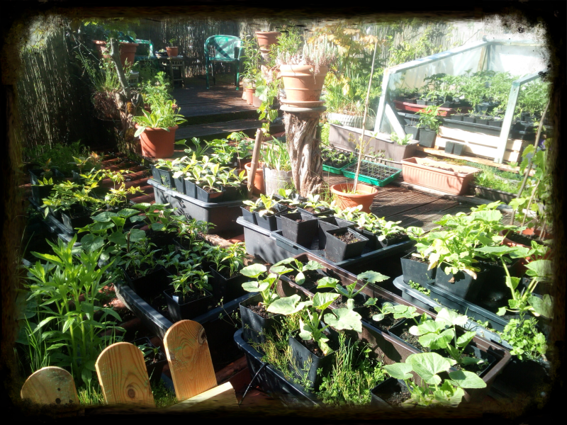 Kürbis und Zucchini