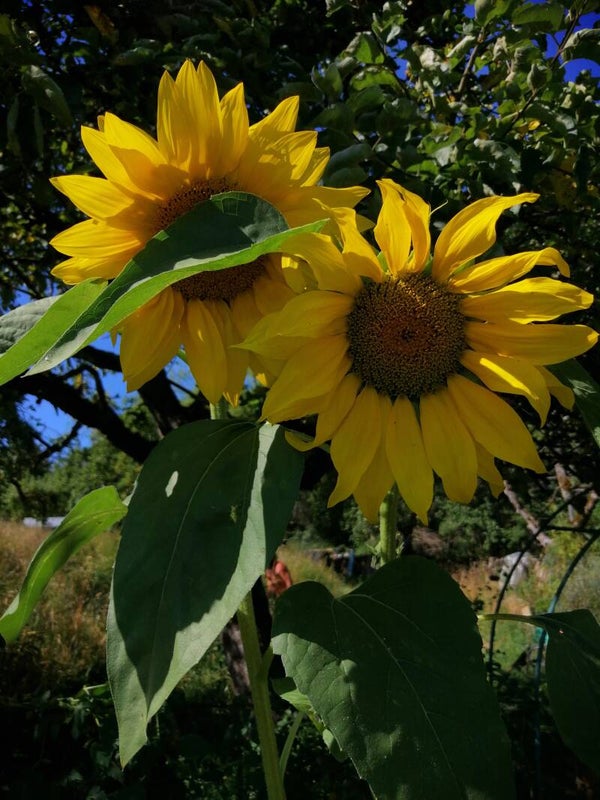 Sonnenblumen