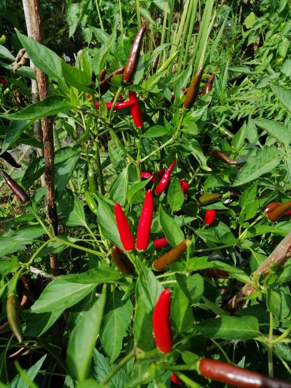 Hot Chili