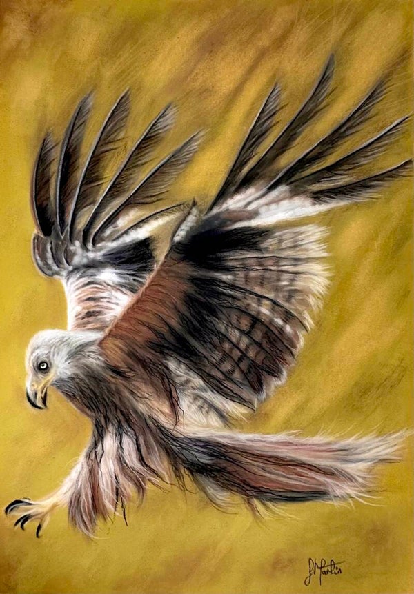 Original Pastel Painting 'Red Kite' - Available for purchase.
