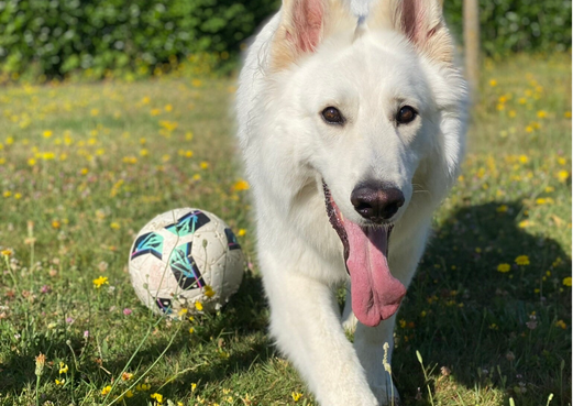 balade individuelle - Silvia - instinct Canin