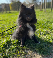 Educateur canin Maurepas balade individuelle Silvia - Instinct Canin