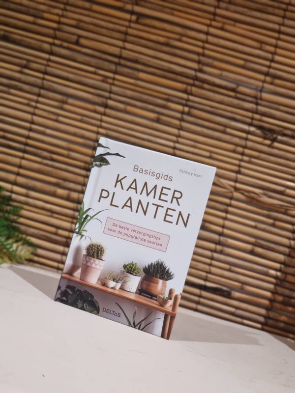 Basis gids kamerplanten