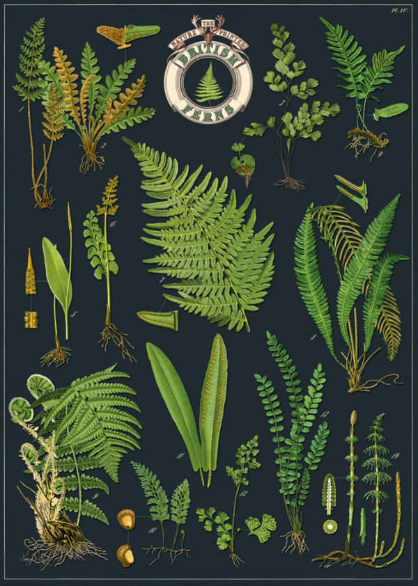 p209 Cavallini poster "British Ferns´
