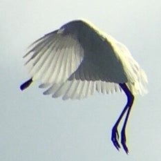 IMG_6196JPEG.jpeg