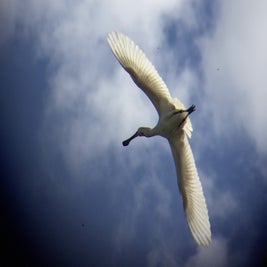 IMG_6170JPEG.jpeg