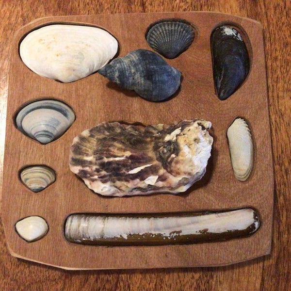 De schelpenpuzzel