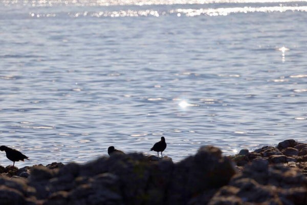 Oyster Catchers Storm Bay