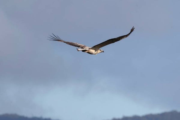 Sea Eagle Goddess