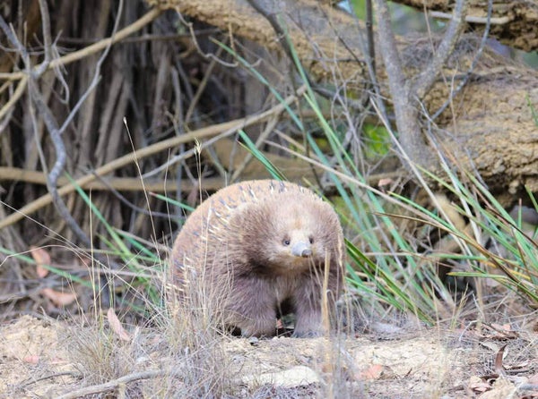 Killora Echidna