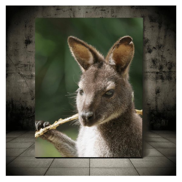 Adventure Wallaby