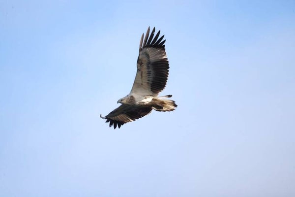 Queen of the sky