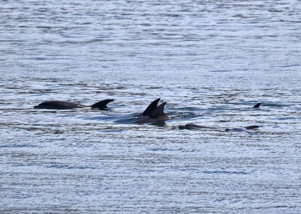 The Journey, Bruny Island Channel