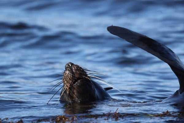 Hello, Fur Seal Bruny island