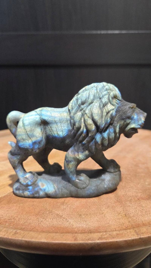 Labradoriet leeuw "bek dicht"