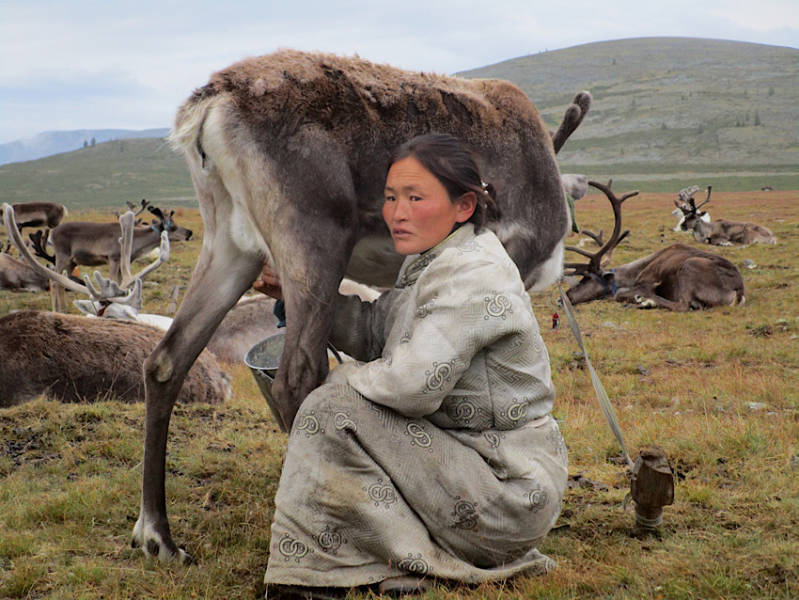 vrouw melkt rendier, mongolie, copyright margje dunnik
