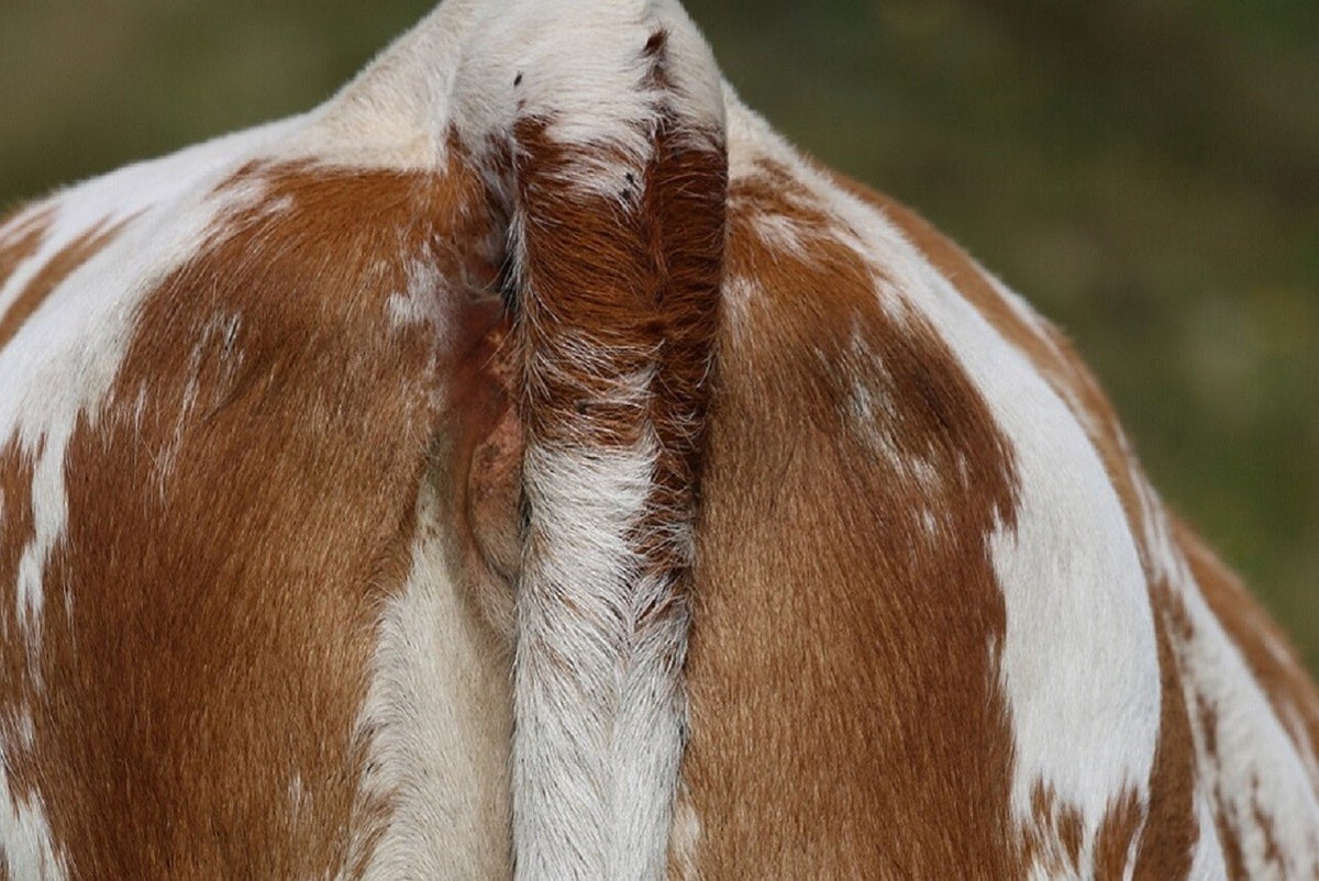 Achteraf kijk je een koe in de kont / Blog / Mama is blij | Klik-voor