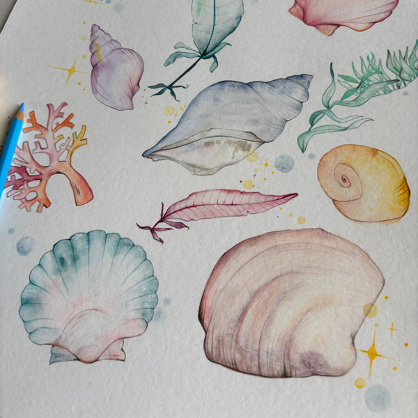 PLANCHE DE COQUILLAGES, PDF à imprimer