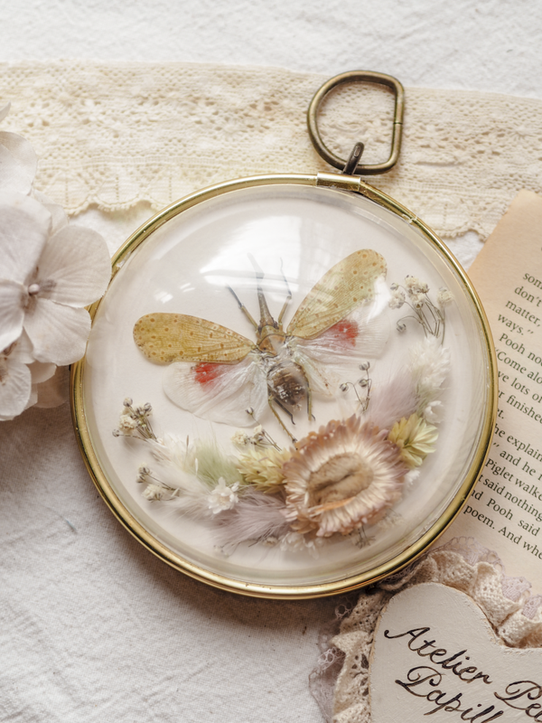 'Wee Snout' ︱Dome Glass Frame