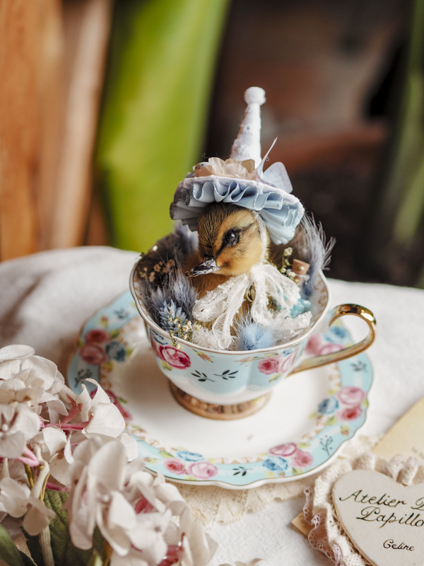 'Sapphire' ︱Duckling