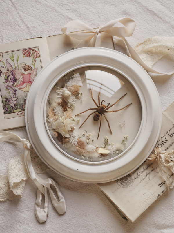 'David Bowie Spider'︱Dome Glass Frame