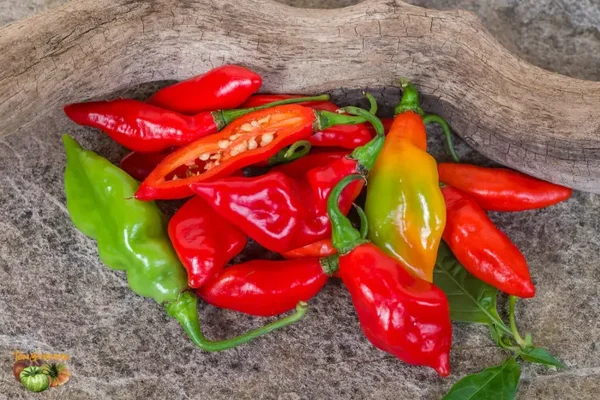 Piment végétarien 100g