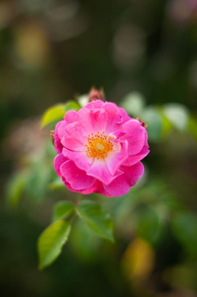 Sarah Diard Sinaelle photo Marie Chioca