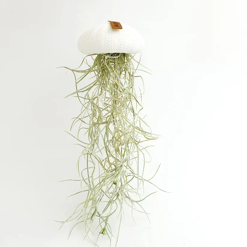 Jellyfish airplant wit large