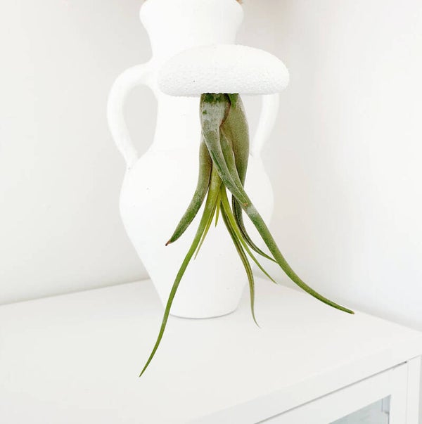 Jellyfish airplant caput medusae