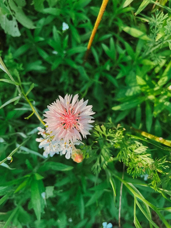 enveloppe-liefs: 6 MAANDEN