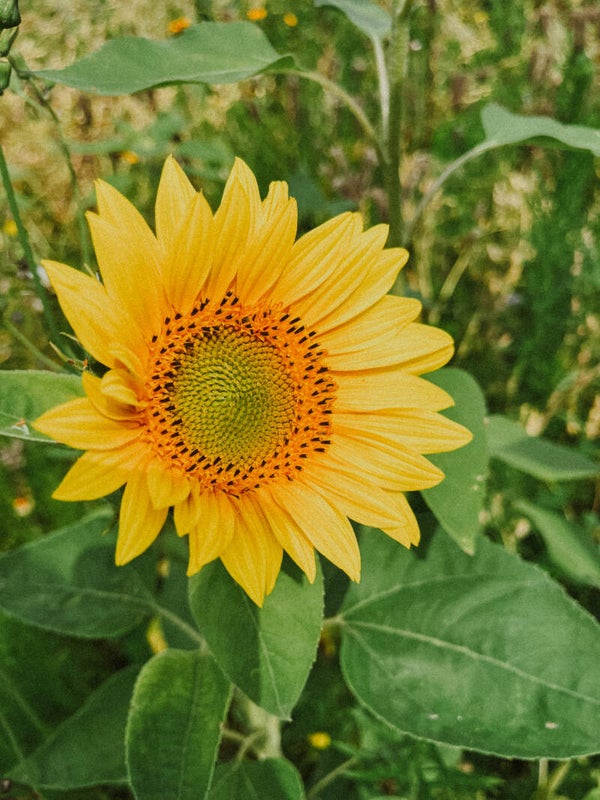 enveloppe-liefs: 1 JAAR