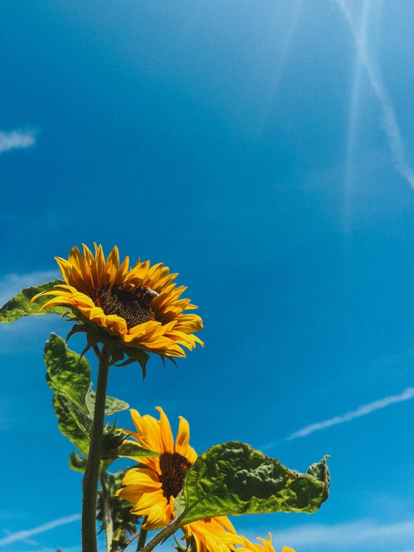 enveloppe-liefs: JUNI 2026