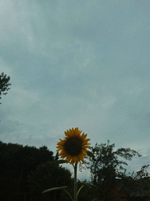 zonnebloem zen-steentje
