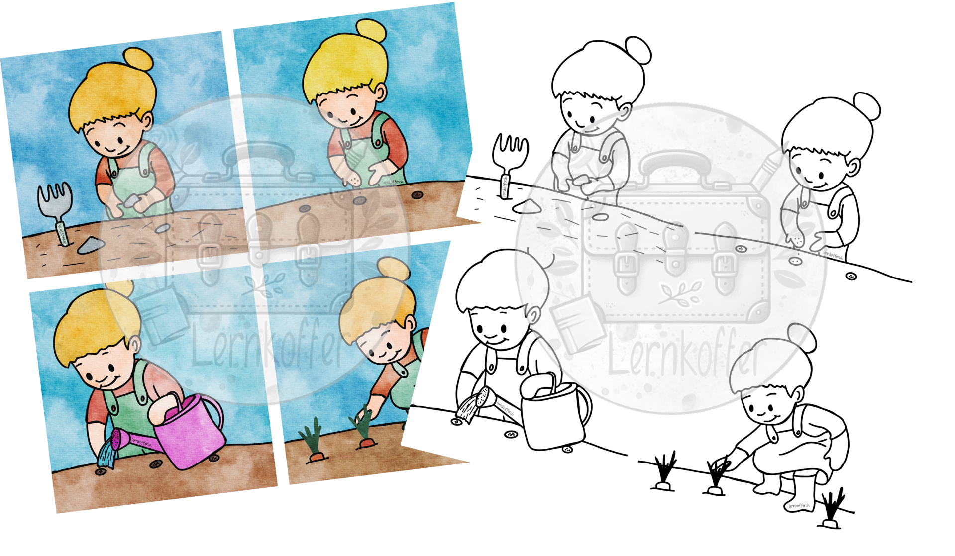 Bilderabfolge - Anbau Karotten