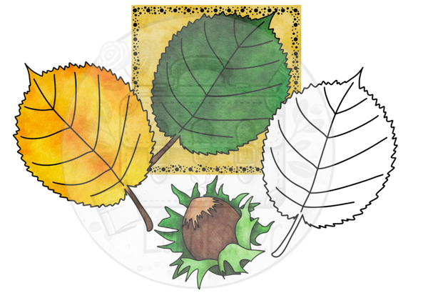 Cliparts: Hasel